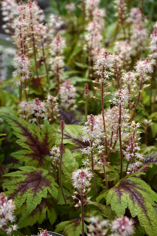 Sugar And Spice Foamflower (Tiarella 'Sugar And Spice') at Kennedy's Country Gardens