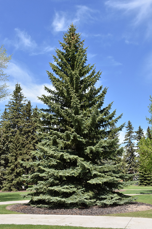 Blue Colorado Spruce (Picea pungens 'var. glauca') at Kennedy's Country Gardens