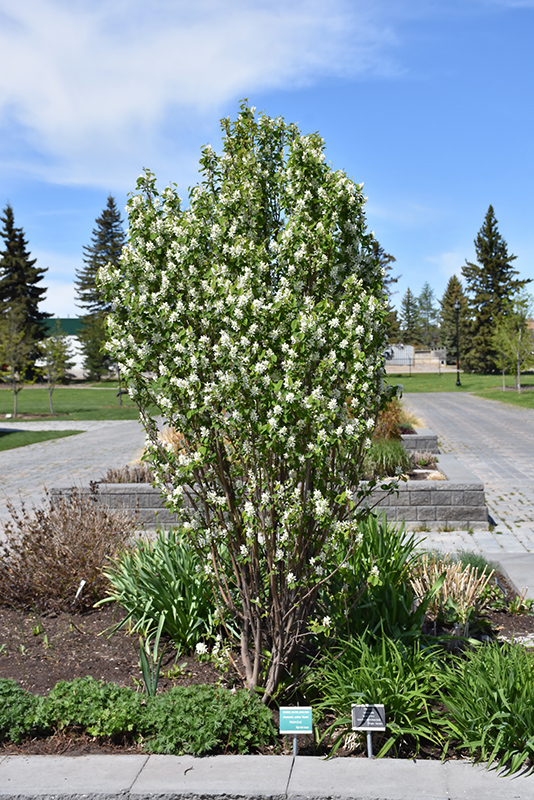 Standing Ovation Saskatoon Berry (Amelanchier alnifolia 'Obelisk') at Kennedy's Country Gardens