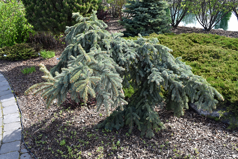 Weeping Blue Spruce (Picea pungens 'Pendula') at Kennedy's Country Gardens