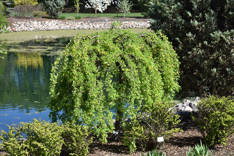 Weeping Peashrub (Caragana arborescens 'Pendula') at Kennedy's Country Gardens
