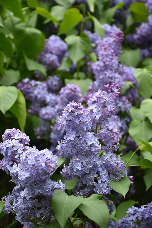 Wedgewood Blue Lilac (Syringa vulgaris 'Wedgewood Blue') at Kennedy's Country Gardens