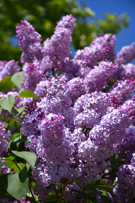 Common Lilac (Syringa vulgaris) at Kennedy's Country Gardens