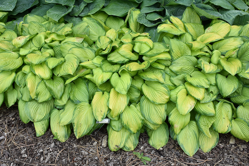 Stained Glass Hosta (Hosta 'Stained Glass') at Kennedy's Country Gardens