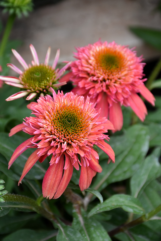 Double Scoop Cranberry Coneflower (Echinacea 'Balscanery') at Kennedy's Country Gardens