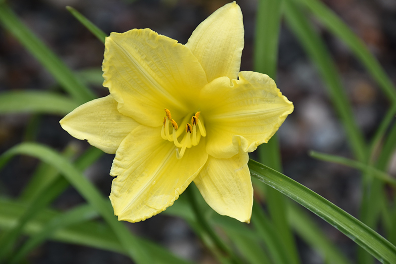 Happy Ever Appster Big Time Happy Daylily (Hemerocallis 'Big Time Happy') at Kennedy's Country Gardens