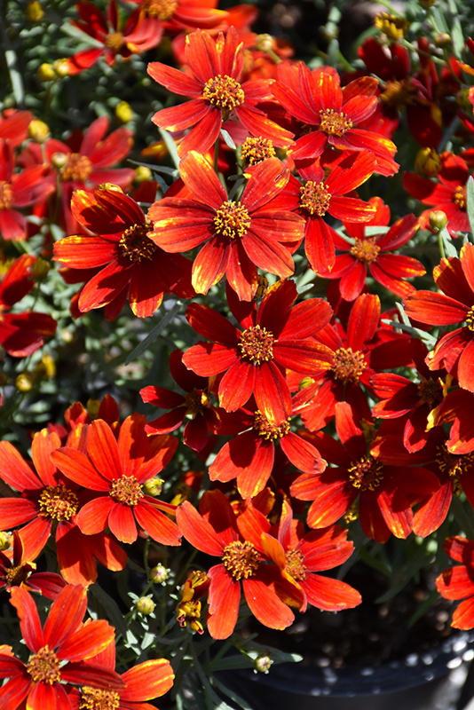 Ladybird Tickseed (Coreopsis 'Ladybird') at Kennedy's Country Gardens