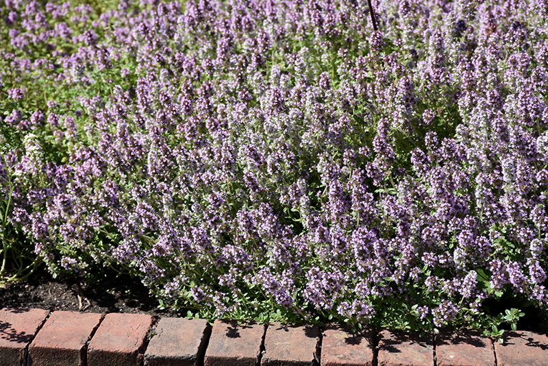 Common Thyme (Thymus vulgaris) at Kennedy's Country Gardens