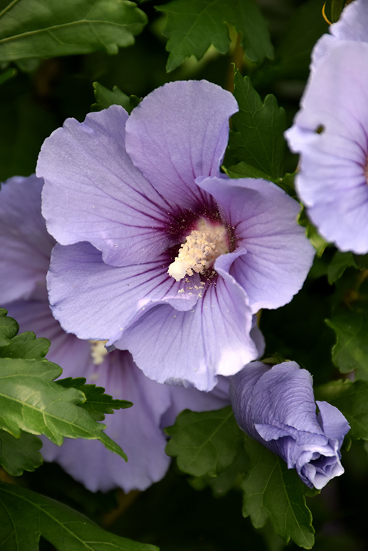 Blue Satin Rose of Sharon (Hibiscus syriacus 'Marina') at Kennedy's Country Gardens