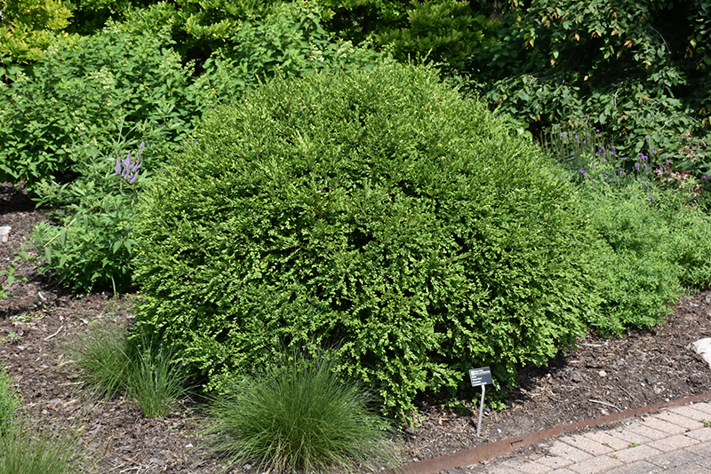Green Gem Boxwood (Buxus 'Green Gem') at Kennedy's Country Gardens