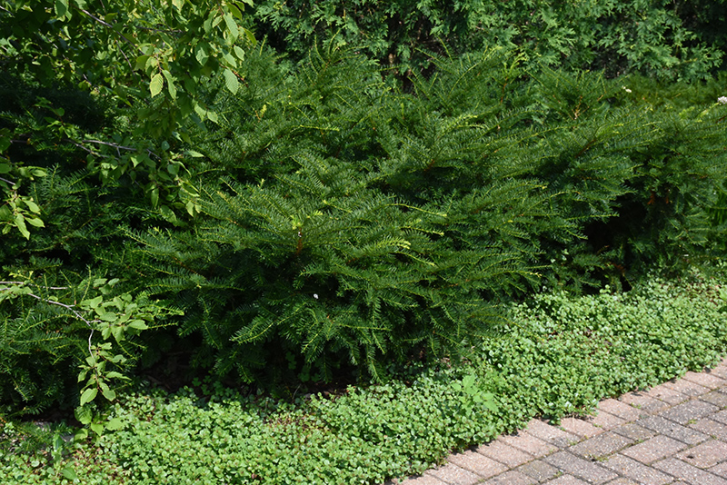 Green Wave Yew (Taxus x media 'Green Wave') at Kennedy's Country Gardens