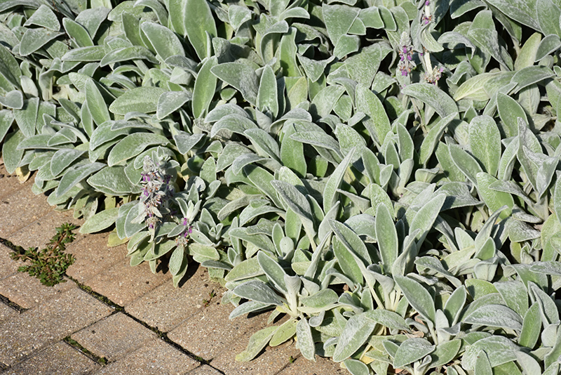 Lamb's Ears (Stachys byzantina) at Kennedy's Country Gardens