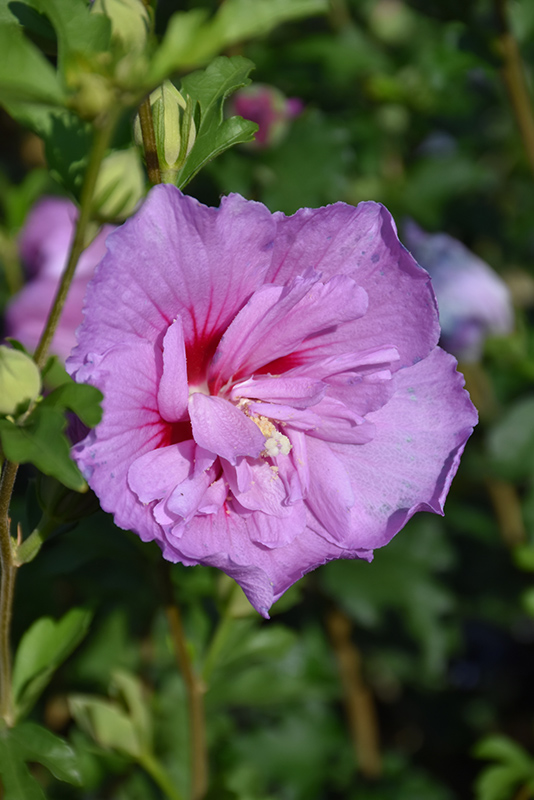 Lavender Chiffon Rose Of Sharon (Hibiscus syriacus 'Notwoodone') at Kennedy's Country Gardens