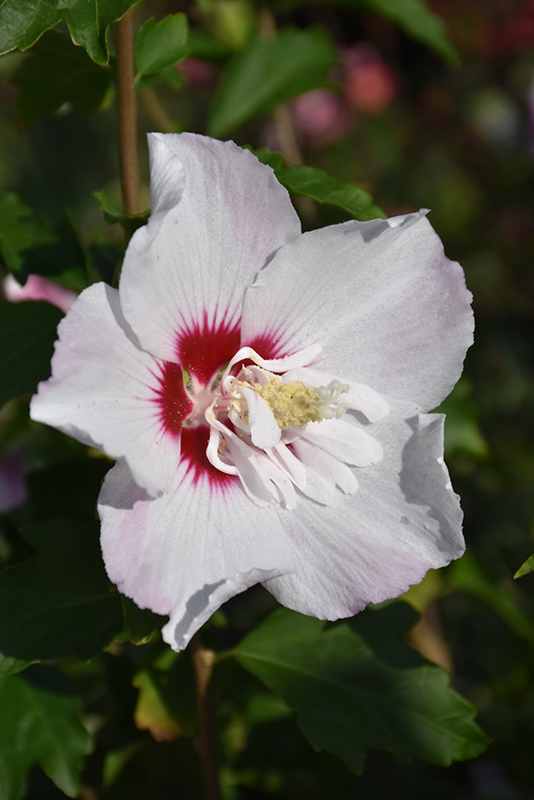 Fiji Rose of Sharon (Hibiscus syriacus 'Minspot') at Kennedy's Country Gardens