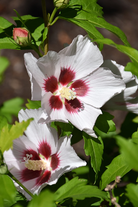 Blush Satin Rose of Sharon (Hibiscus syriacus 'Mathilde') at Kennedy's Country Gardens
