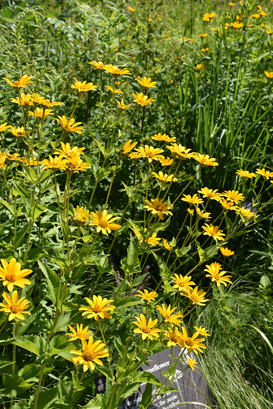 False Sunflower (Heliopsis helianthoides) at Kennedy's Country Gardens