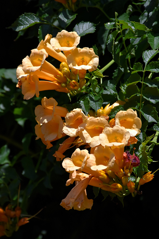 Yellow Trumpetvine (Campsis radicans 'Flava') at Kennedy's Country Gardens