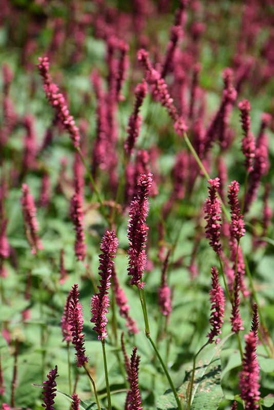 Fire Tail Fleeceflower (Persicaria amplexicaulis 'Fire Tail') at Kennedy's Country Gardens