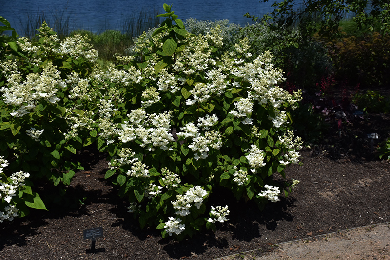 White Diamonds Hydrangea (Hydrangea paniculata 'HYPMAD I') at Kennedy's Country Gardens