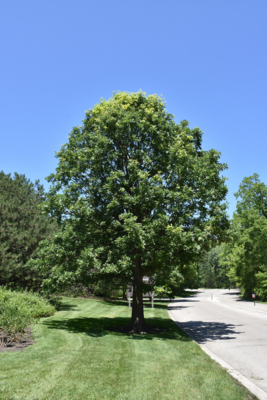Bur Oak (Quercus macrocarpa) at Kennedy's Country Gardens