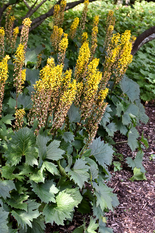 The Rocket Rayflower (Ligularia 'The Rocket') at Kennedy's Country Gardens