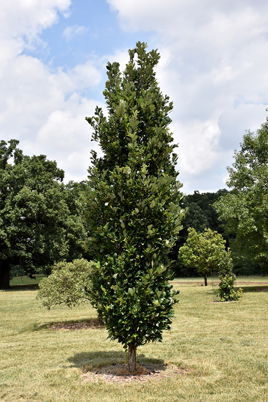 Regal Prince English Oak (Quercus 'Regal Prince') at Kennedy's Country Gardens