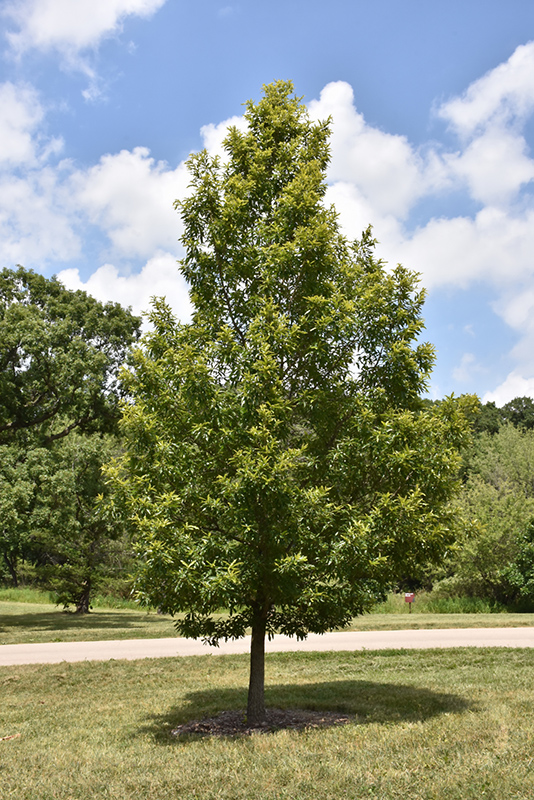 Sawtooth Oak (Quercus acutissima) at Kennedy's Country Gardens