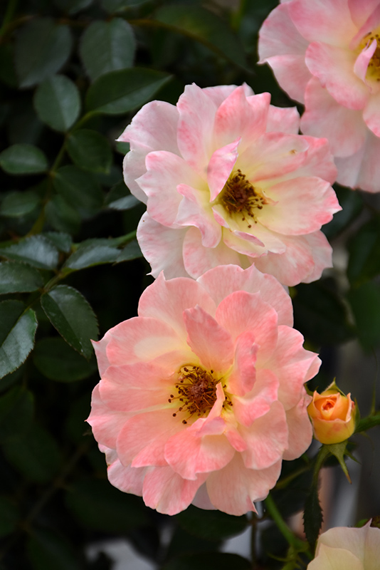 Oso Easy Italian Ice Rose (Rosa 'Chewnicebell') at Kennedy's Country Gardens