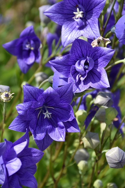 Astra Double Blue Balloon Flower (Platycodon grandiflorus 'Astra Double Blue') at Kennedy's Country Gardens