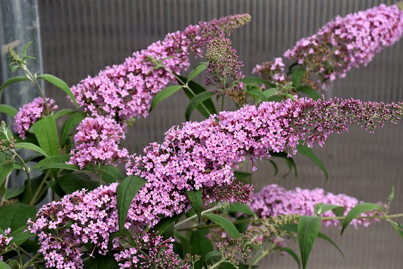 Pink Delight Butterfly Bush (Buddleia davidii 'Pink Delight') at Kennedy's Country Gardens