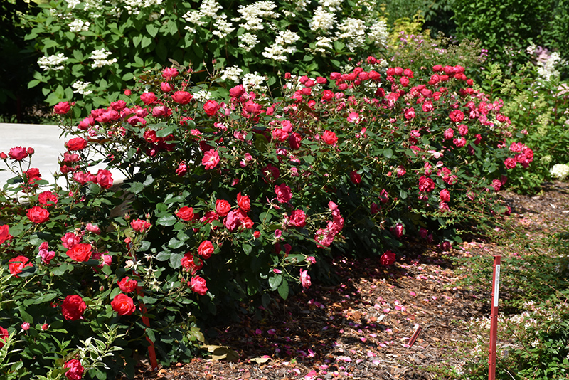 Oso Easy Double Red Rose (Rosa 'Meipeporia') at Kennedy's Country Gardens