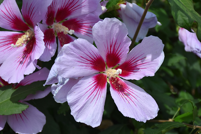 Orchid Satin Rose of Sharon (Hibiscus syriacus 'ILVO347') at Kennedy's Country Gardens
