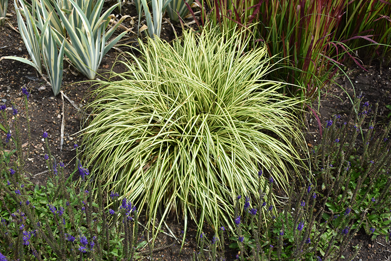 Evergold Variegated Japanese Sedge (Carex oshimensis 'Evergold') at Kennedy's Country Gardens