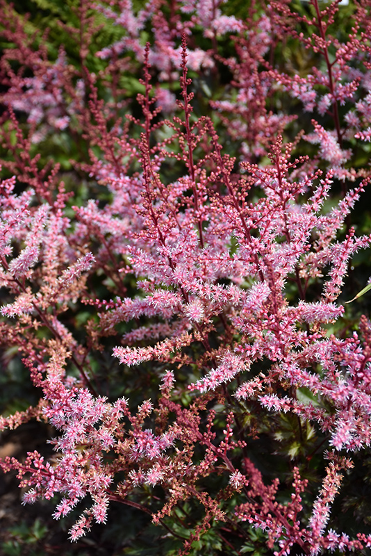 Delft Lace Astilbe (Astilbe 'Delft Lace') at Kennedy's Country Gardens