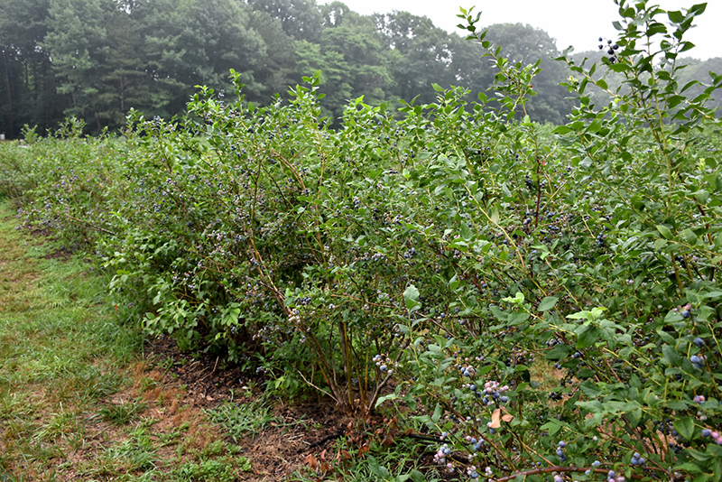 Bluecrop Blueberry (Vaccinium corymbosum 'Bluecrop') at Kennedy's Country Gardens