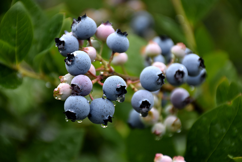 Bluecrop Blueberry (Vaccinium corymbosum 'Bluecrop') at Kennedy's Country Gardens