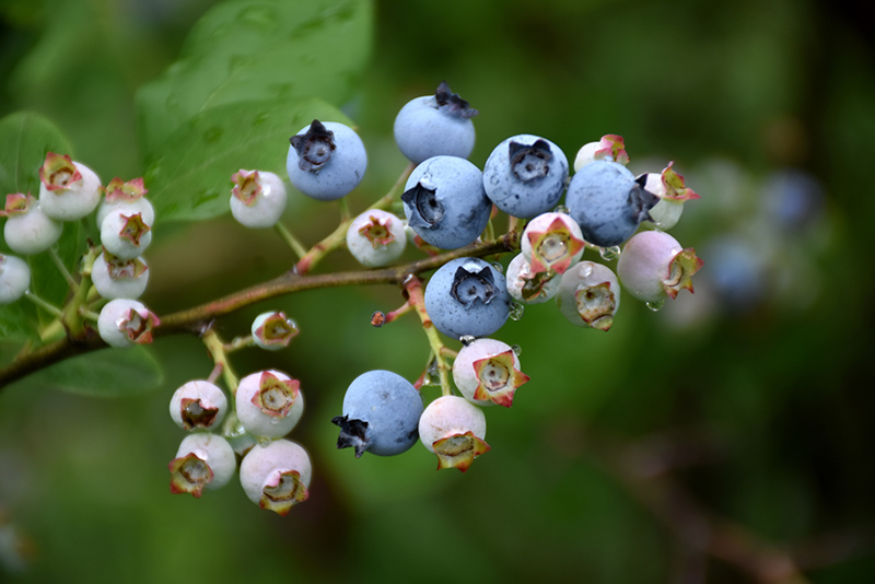 Highbush Blueberry (Vaccinium corymbosum) at Kennedy's Country Gardens