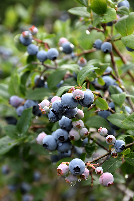 Blue Jay Blueberry (Vaccinium corymbosum 'Blue Jay') at Kennedy's Country Gardens