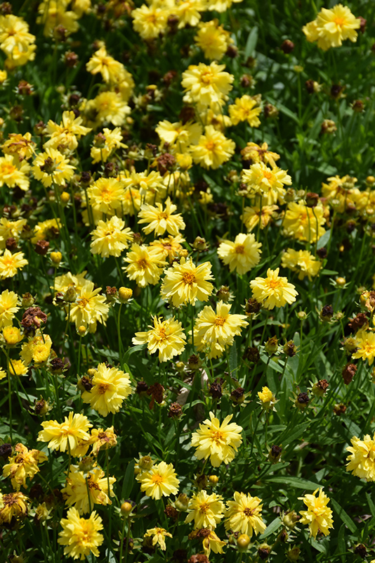 Leading Lady Charlize Tickseed (Coreopsis 'Leading Lady Charlize') at Kennedy's Country Gardens