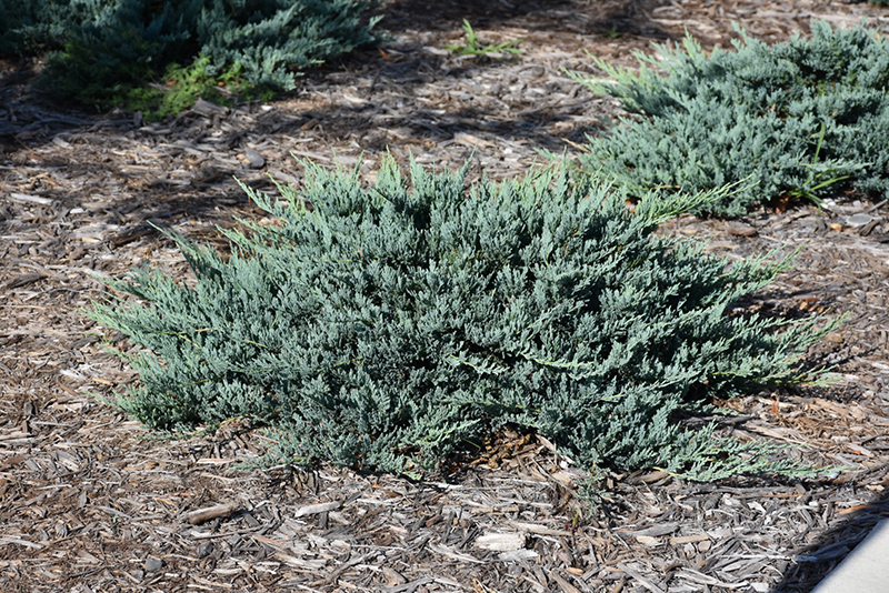 Blue Chip Juniper (Juniperus horizontalis 'Blue Chip') at Kennedy's Country Gardens