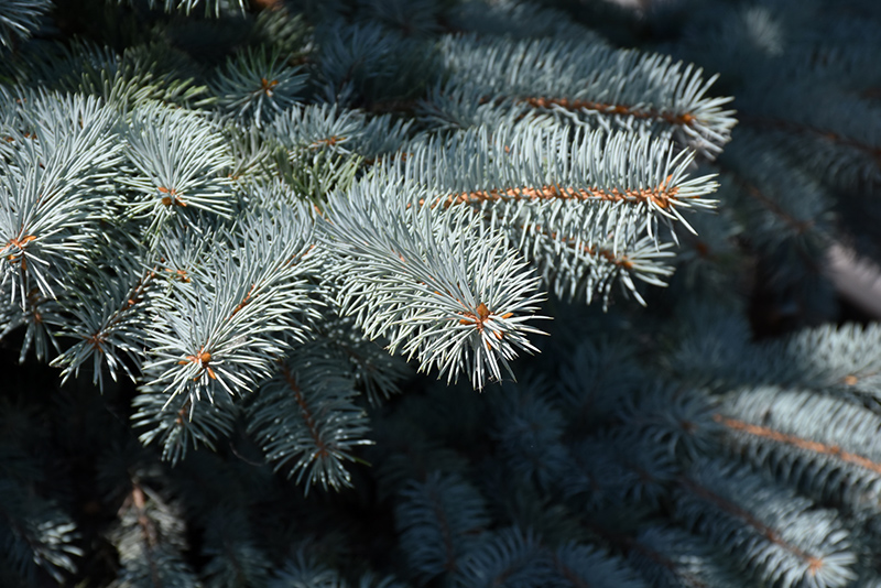 Baby Blue Blue Spruce (Picea pungens 'Baby Blue') at Kennedy's Country Gardens