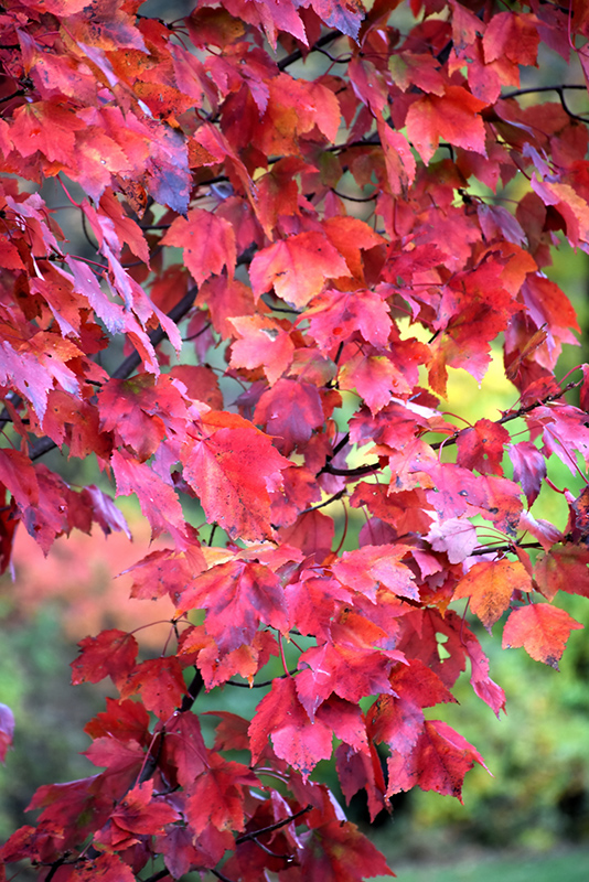 Red Maple (Acer rubrum) at Kennedy's Country Gardens