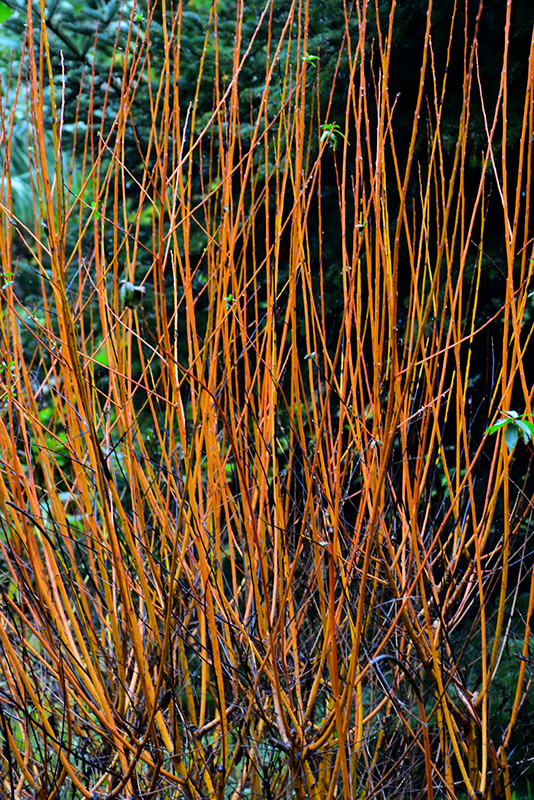 Flame Willow (Salix 'Flame') at Kennedy's Country Gardens