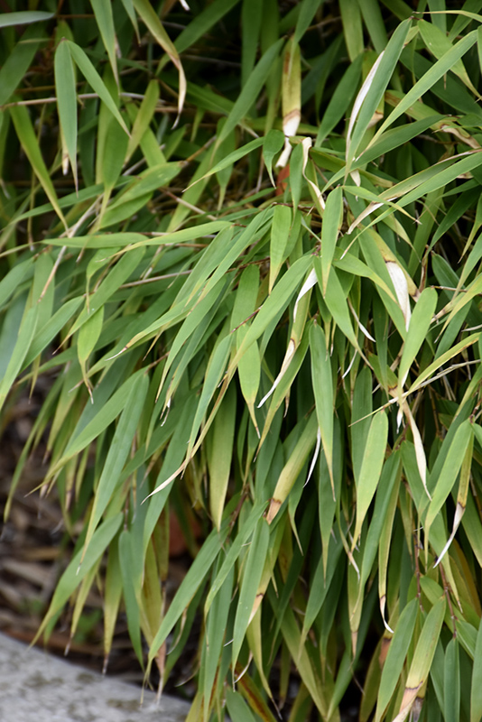 Scabrida Bamboo (Fargesia scabrida) at Kennedy's Country Gardens