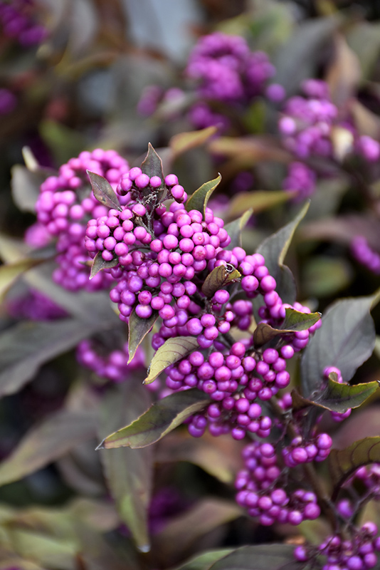 Pearl Glam Beautyberry (Callicarpa 'NCCX2') at Kennedy's Country Gardens