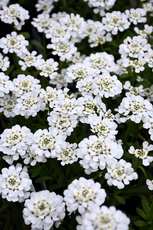 Purity Candytuft (Iberis sempervirens 'Purity') at Kennedy's Country Gardens