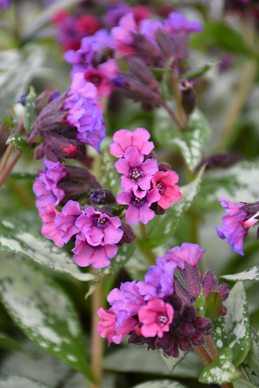 Silver Bouquet Lungwort (Pulmonaria 'Silver Bouquet') at Kennedy's Country Gardens