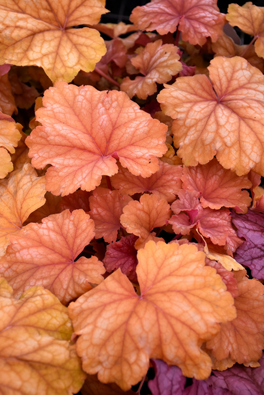 Champagne Coral Bells (Heuchera 'Champagne') at Kennedy's Country Gardens