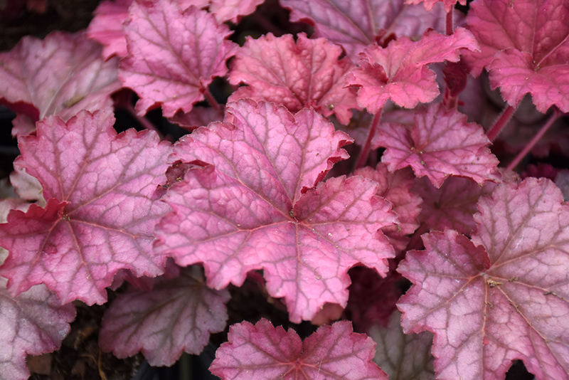 Berry Smoothie Coral Bells (Heuchera 'Berry Smoothie') at Kennedy's Country Gardens
