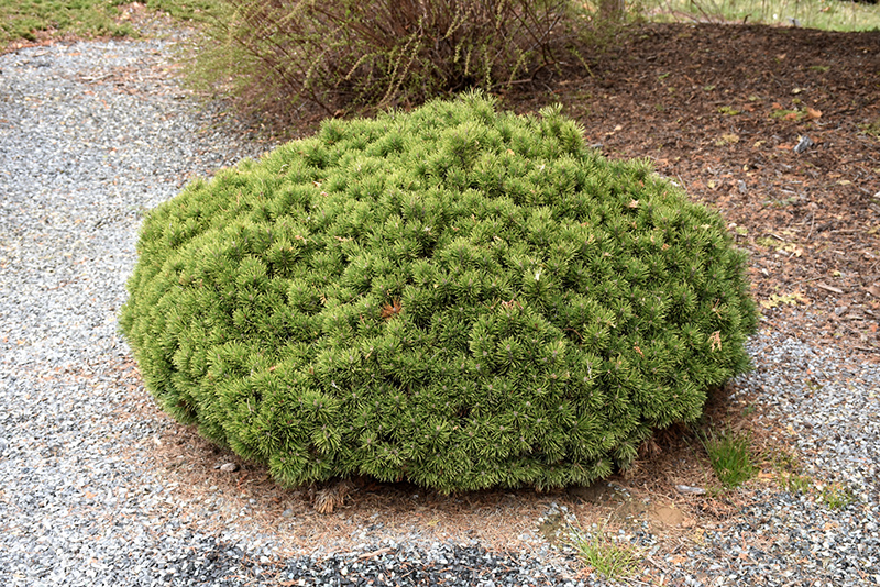 Teeny Dwarf Mugo Pine (Pinus mugo 'Teeny') at Kennedy's Country Gardens